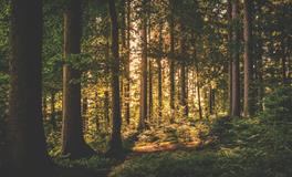 梦到别人家小孩拉屎