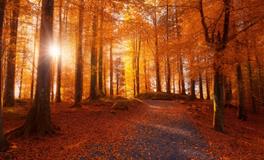 秋分的谚语，有关于秋分谚语大全