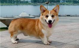 金牛座专属萌宠