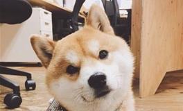 水瓶座专属萌宠