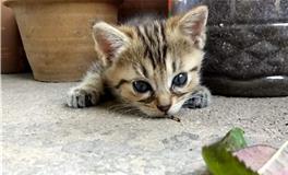 十二星座专属萌宠