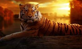 梦见打老虎是什么预兆