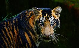 孕妇梦到老虎什么意思