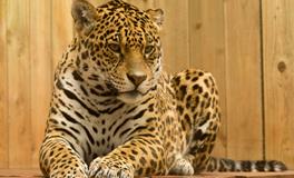 梦见家里有老虎