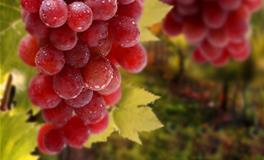 生肖虎的开运水果