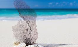 梦见钓了很多鱼