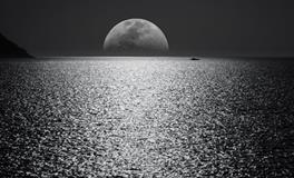 梦到自己养的乌龟死了