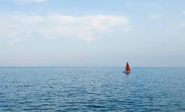 梦见猪预示着什么