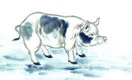 属猪2020年运势及运程 属猪的人2020年全年运势