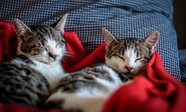 女人梦见母猪和猪仔