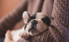 梦到自己家杀猪