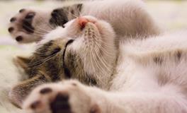 孕妇梦见老同学