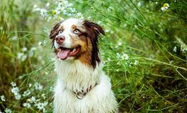 壬戌狗是什么意思