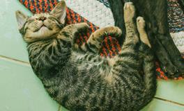 孕妇梦到爬苹果树