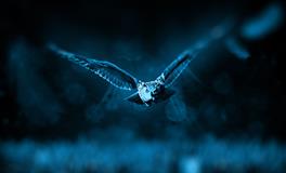 孕妇梦到青龙什么意思