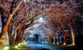 梦见捡了个手机