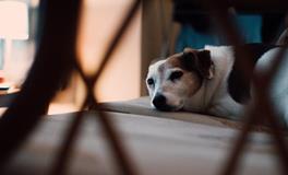 怀孕做梦梦到自己哭了