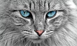 做梦梦到老公被蛇咬了