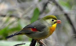 巨蟹座代表的鸟