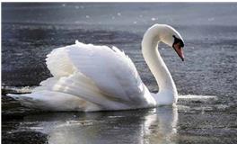 天蝎座代表的鸟