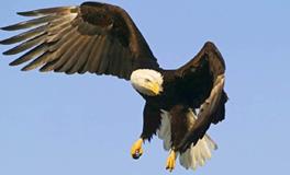 双鱼座代表的鸟