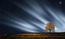 梦到树上好多枣