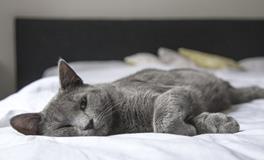 梦到杀了不认识的人