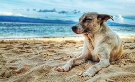 梦见被警察抓是什么意思