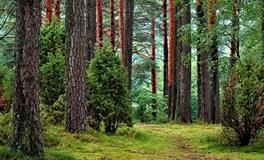 做梦梦到被别人砍