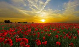 孕妇梦到韭菜预示什么