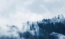 梦到黄色的柿子