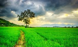 孕妇梦到西红柿炒蛋