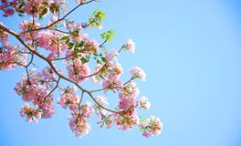 梦到自己被安排去相亲