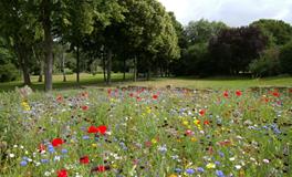 孕妇梦到开公交车