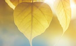 女人梦见死人花圈