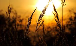 做梦梦到别人放风筝