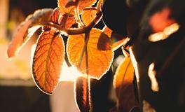 做梦梦到两个一样的人