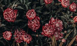 梦见跟同事吵架