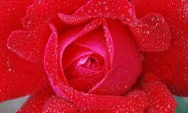 梦见和熟人吵架打架