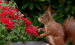 梦见领导预示着什么