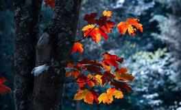 梦见老板给我钱