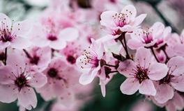 女人梦到牛预示着什么