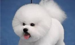 白羊座专属宠物狗狗