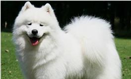 金牛座专属宠物狗狗