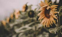 梦见树上结满桃子