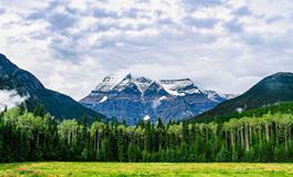 梦到好多核桃什么预兆