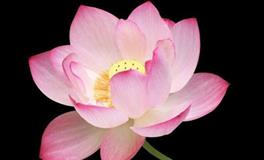 处女座的守护花，处女座的守护花花语