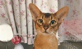 射手座专属宠物猫