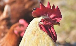 十二生肖属鸡的传说和来源