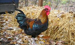 梦见鸡是什么意思